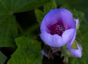 Iliamna latibracteata -  California Globe Mallow